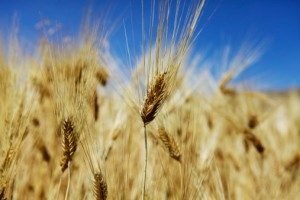 Importancia de: Agricultura