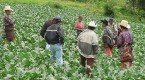 Importancia de: Población Rural