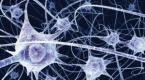 Neuronas