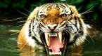 Tigre