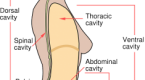 Abdominales