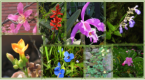 Botánica