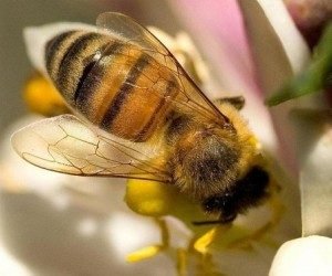 Abejas