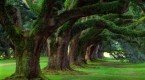 Árboles Árboles