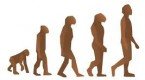 Evolución Evolución