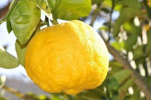 Limón