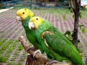 Loro
