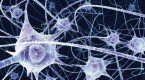 Neuronas Neuronas