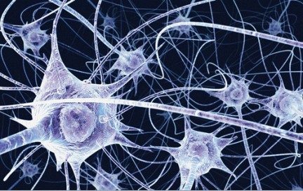 Resultado de imagen de neuronas