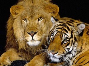 Panthera Leo