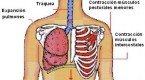 Respiración Respiración
