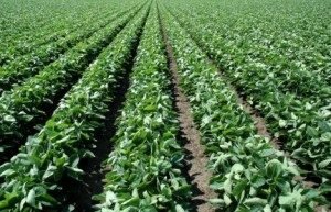 Soya / Soja
