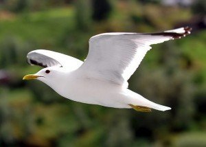 Vuelo de las Aves