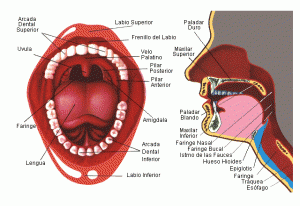 Boca