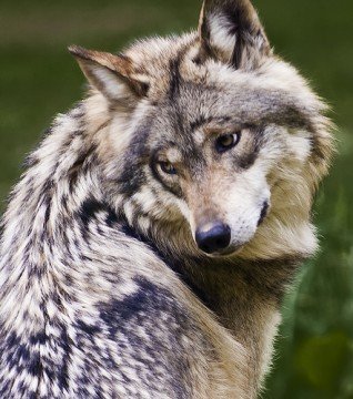 Lobo Mexicano (Canis Lupus Baileyi)
