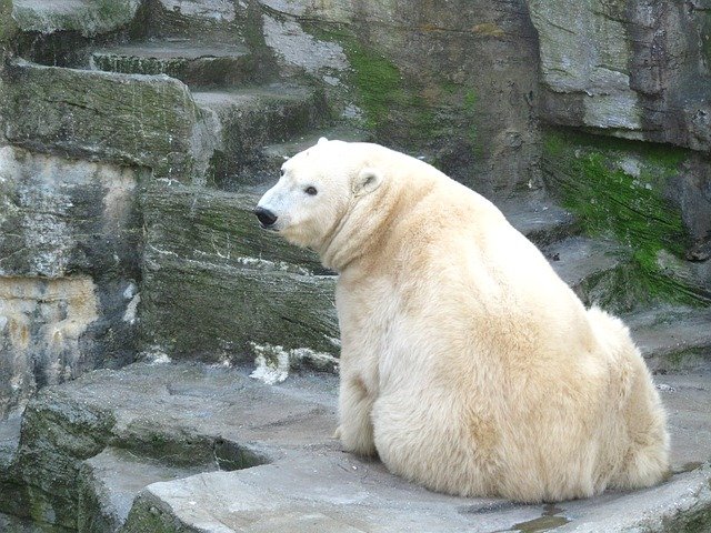 Oso Polar