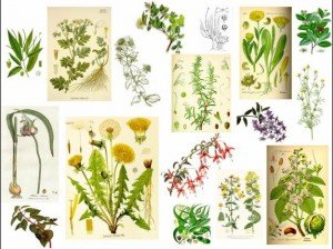 Plantas Medicinales