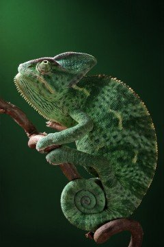Reptiles en el Ecosistema