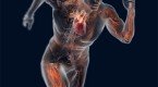 Sistema Endocrino